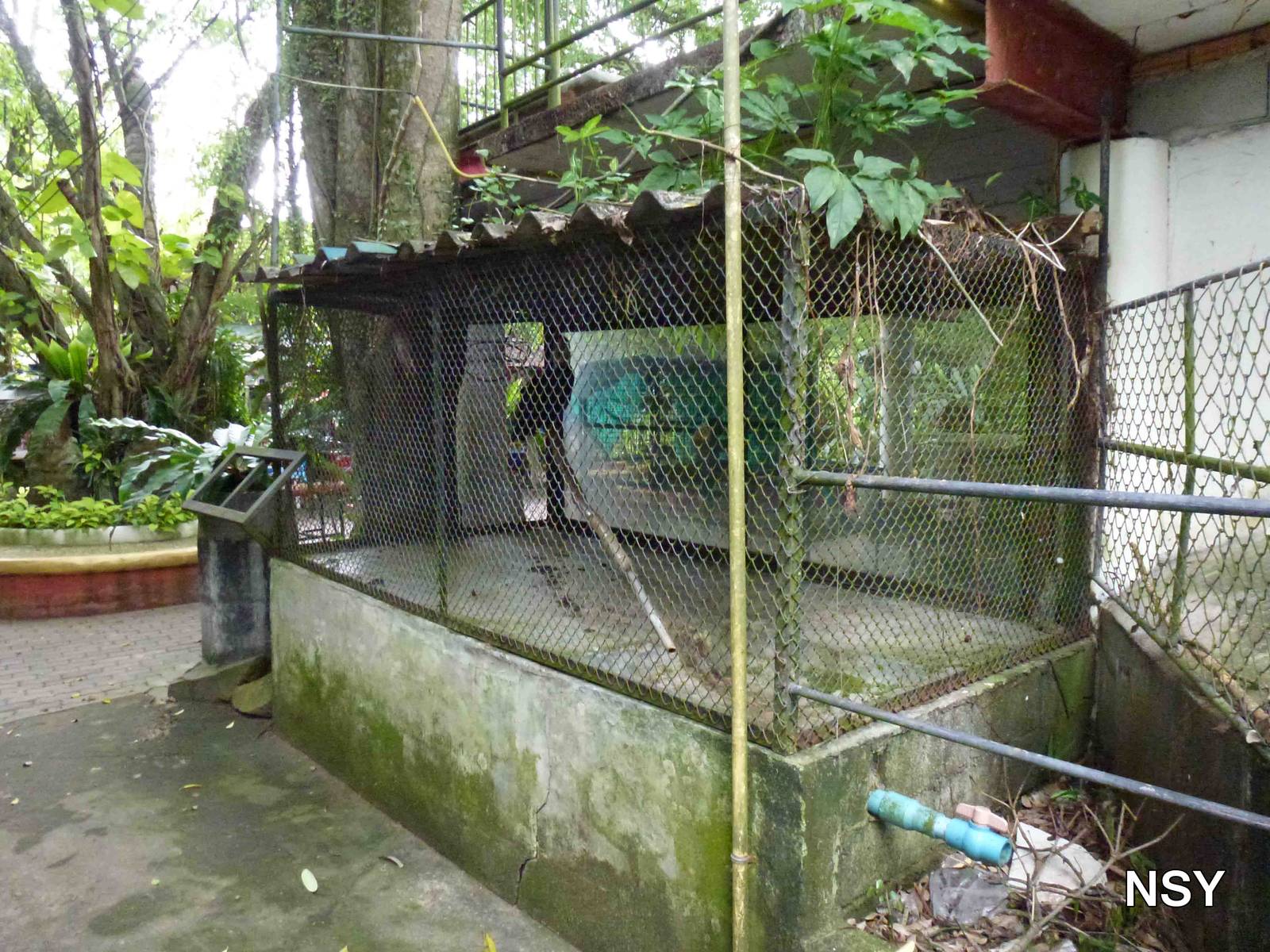 Hornbill cage, June 2013.