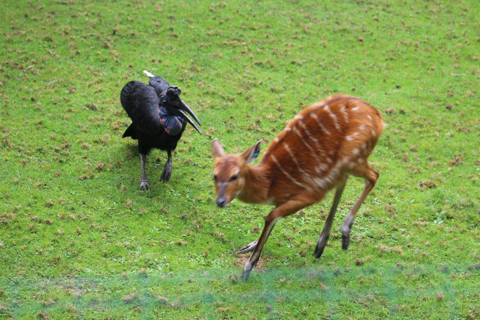 Hornbill Chasing Sitatunga