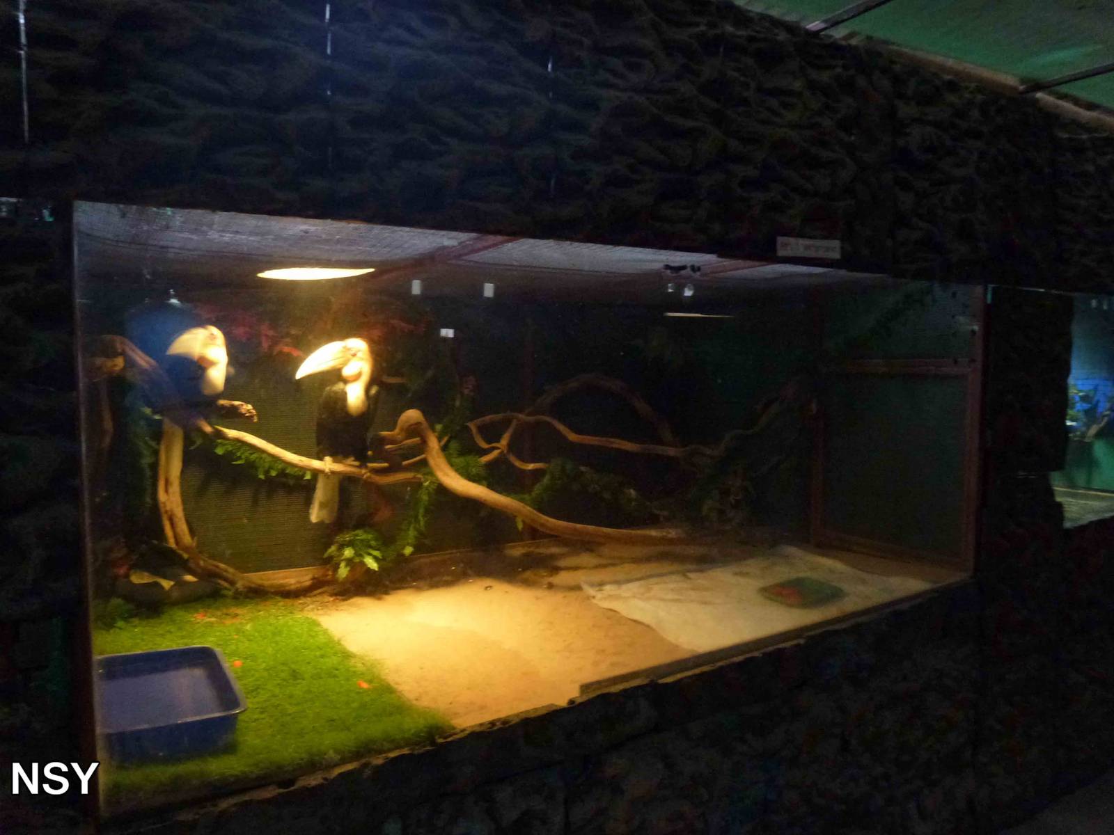 Hornbill enclosure, June 2013.