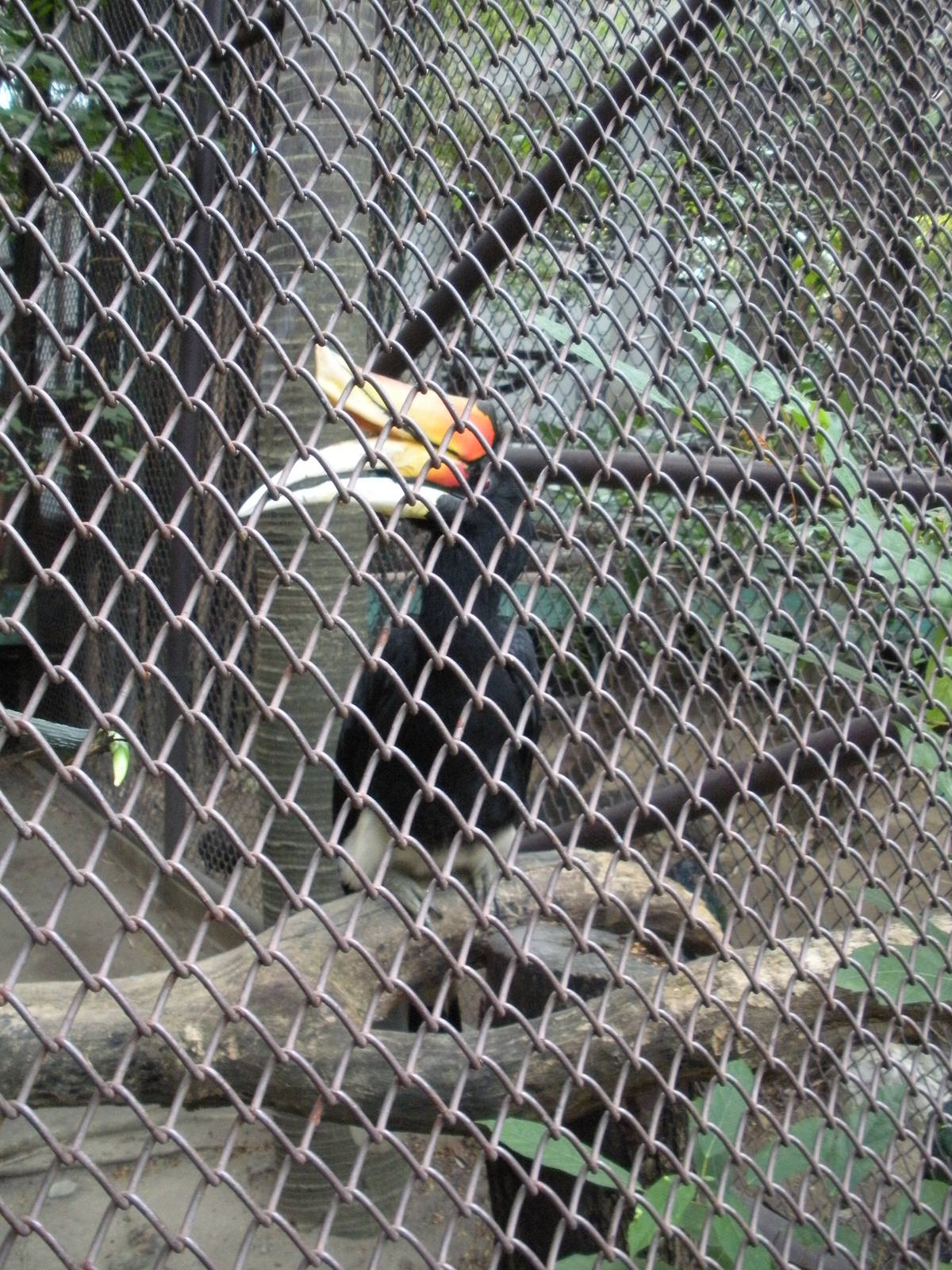 Hornbill Enclosure