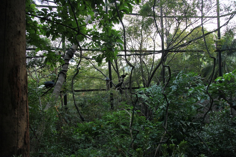 Hornbill exhibit