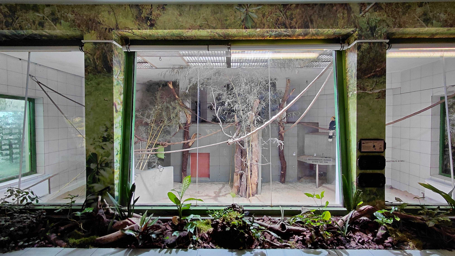 Hornbill+fireback+tortoise indoor exhibit