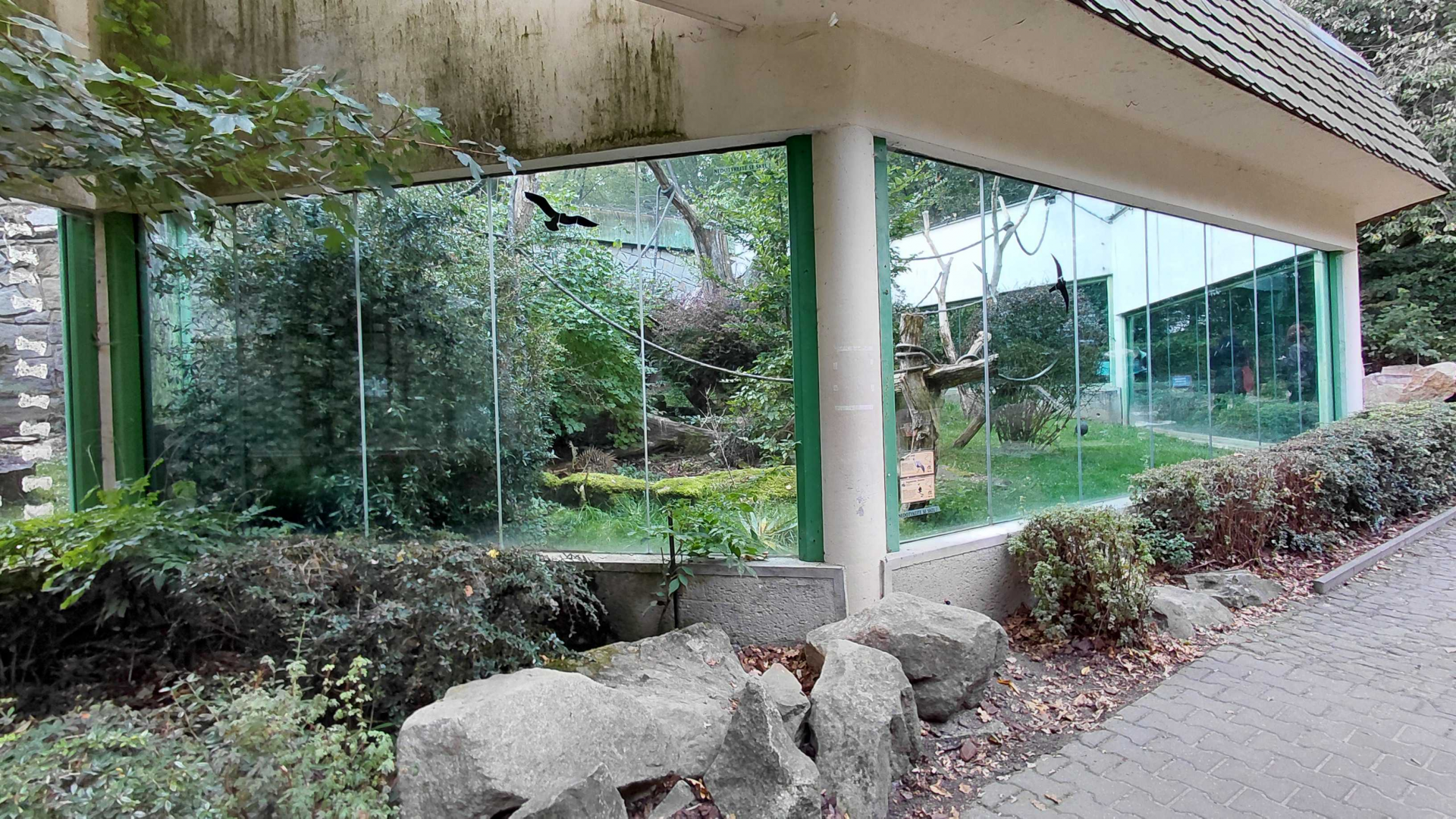 Hornbill+fireback+tortoise outdoor exhibit