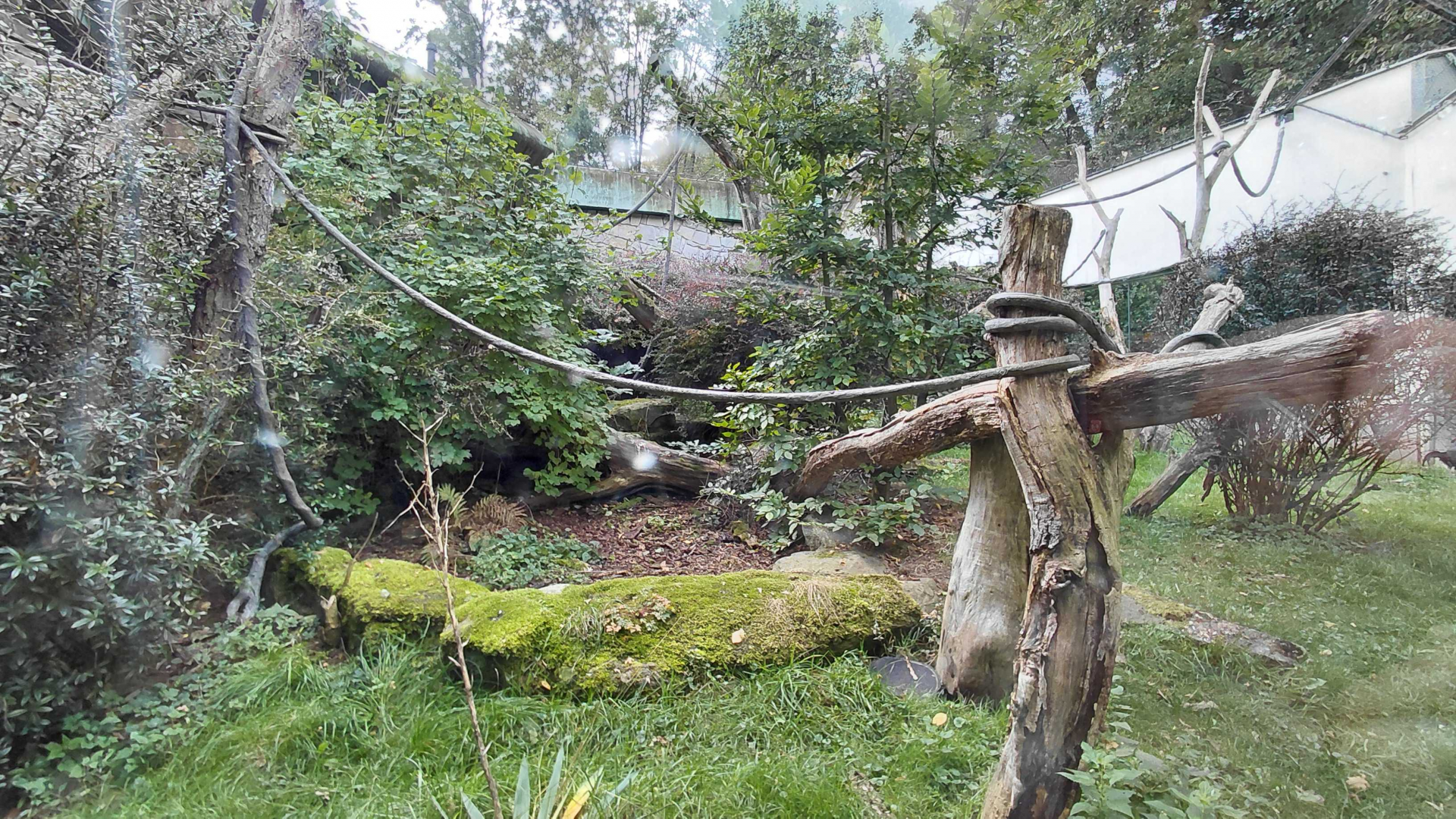 Hornbill+fireback+tortoise outdoor exhibit