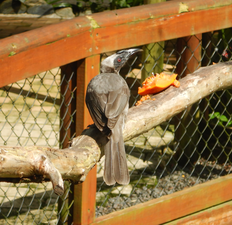 Hornbill Friarbird (Philaemon [buceroides] yorki)