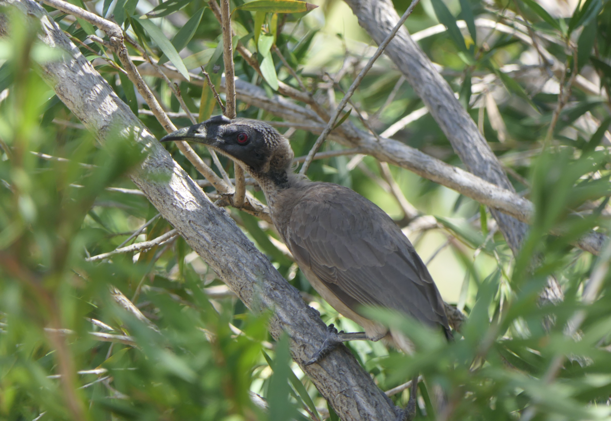 Hornbill Friarbird (Philemon yorki)
