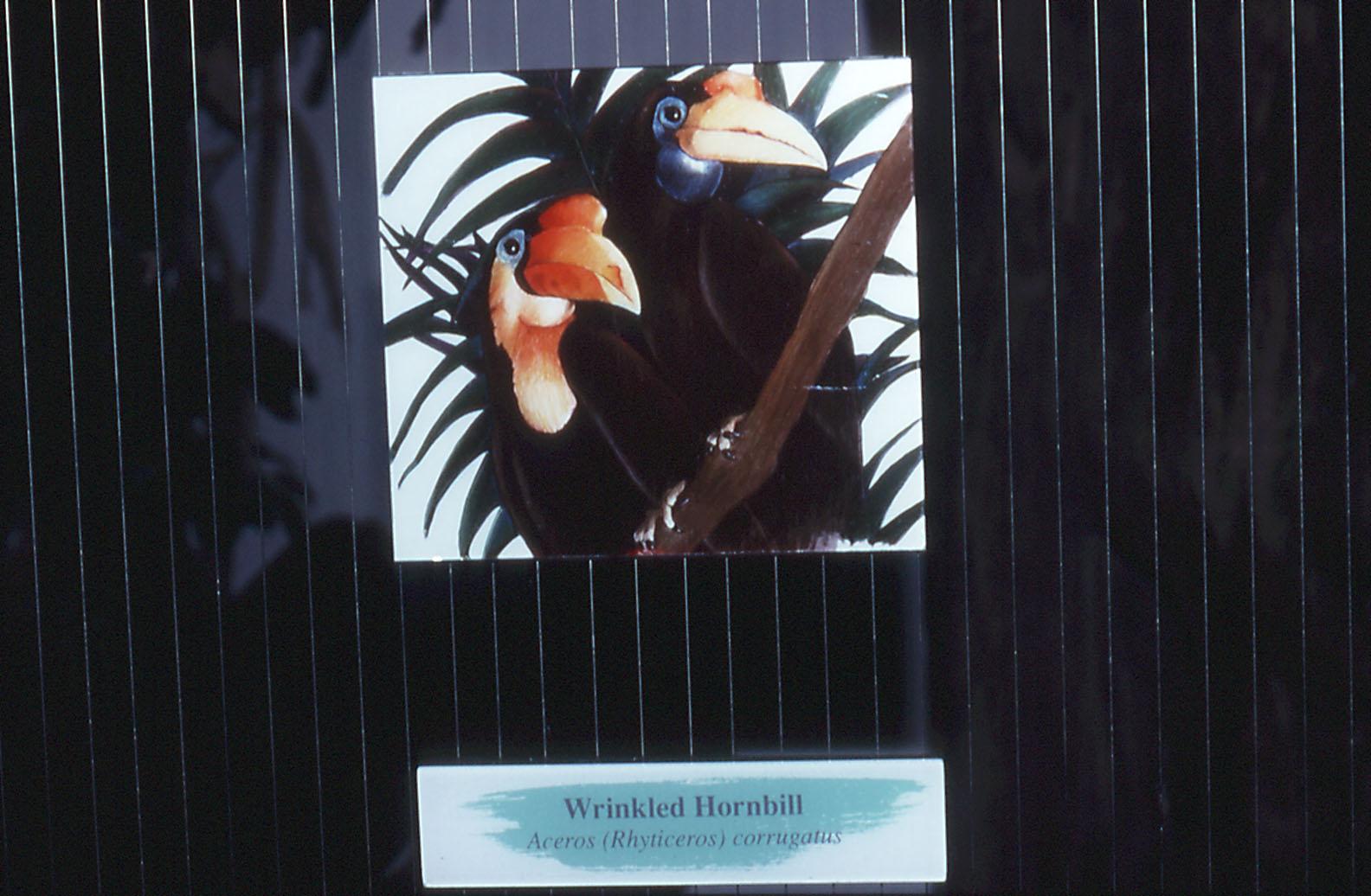 Hornbill Graphic