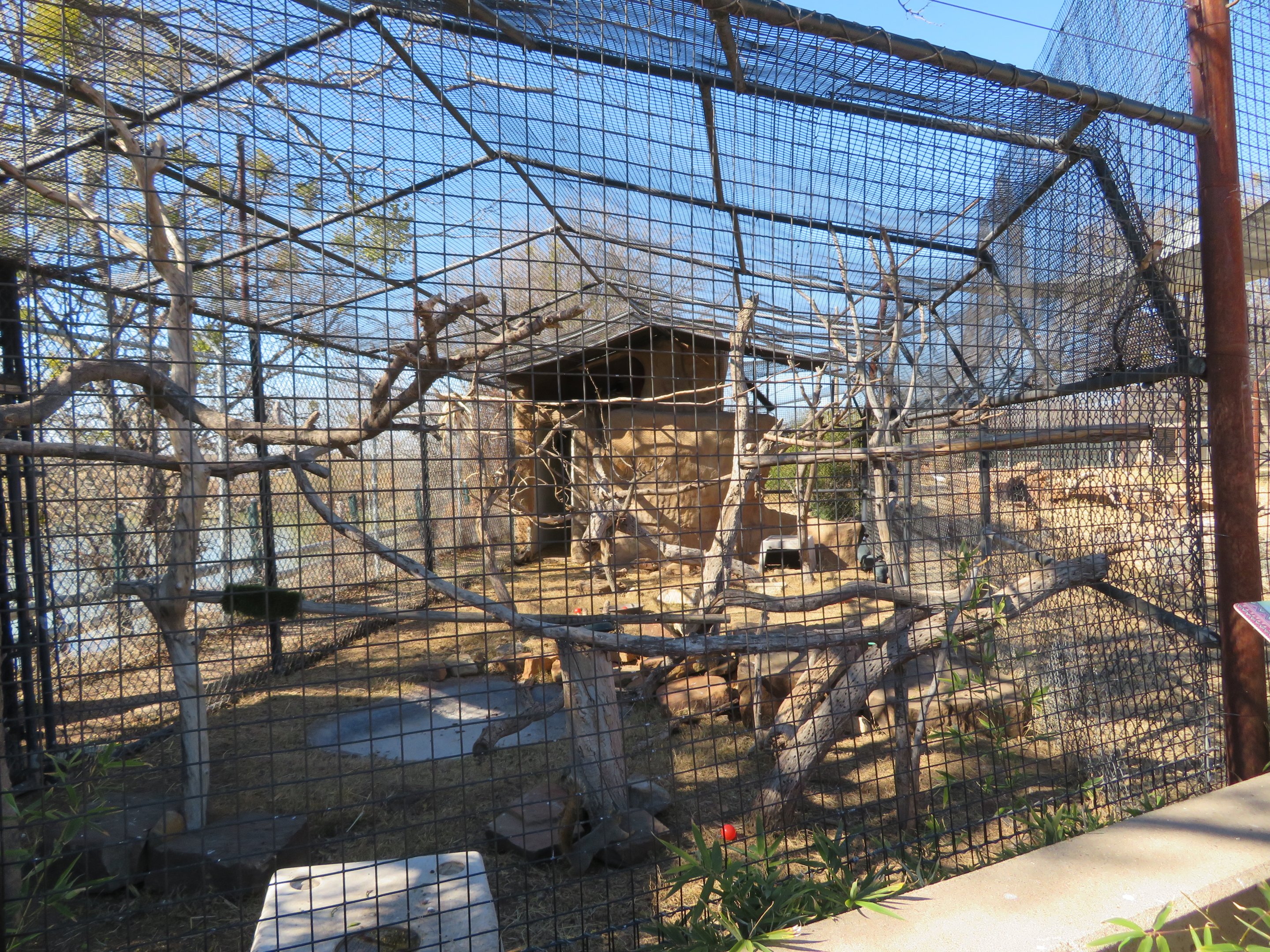 Hornbill/Guineafowl Aviary