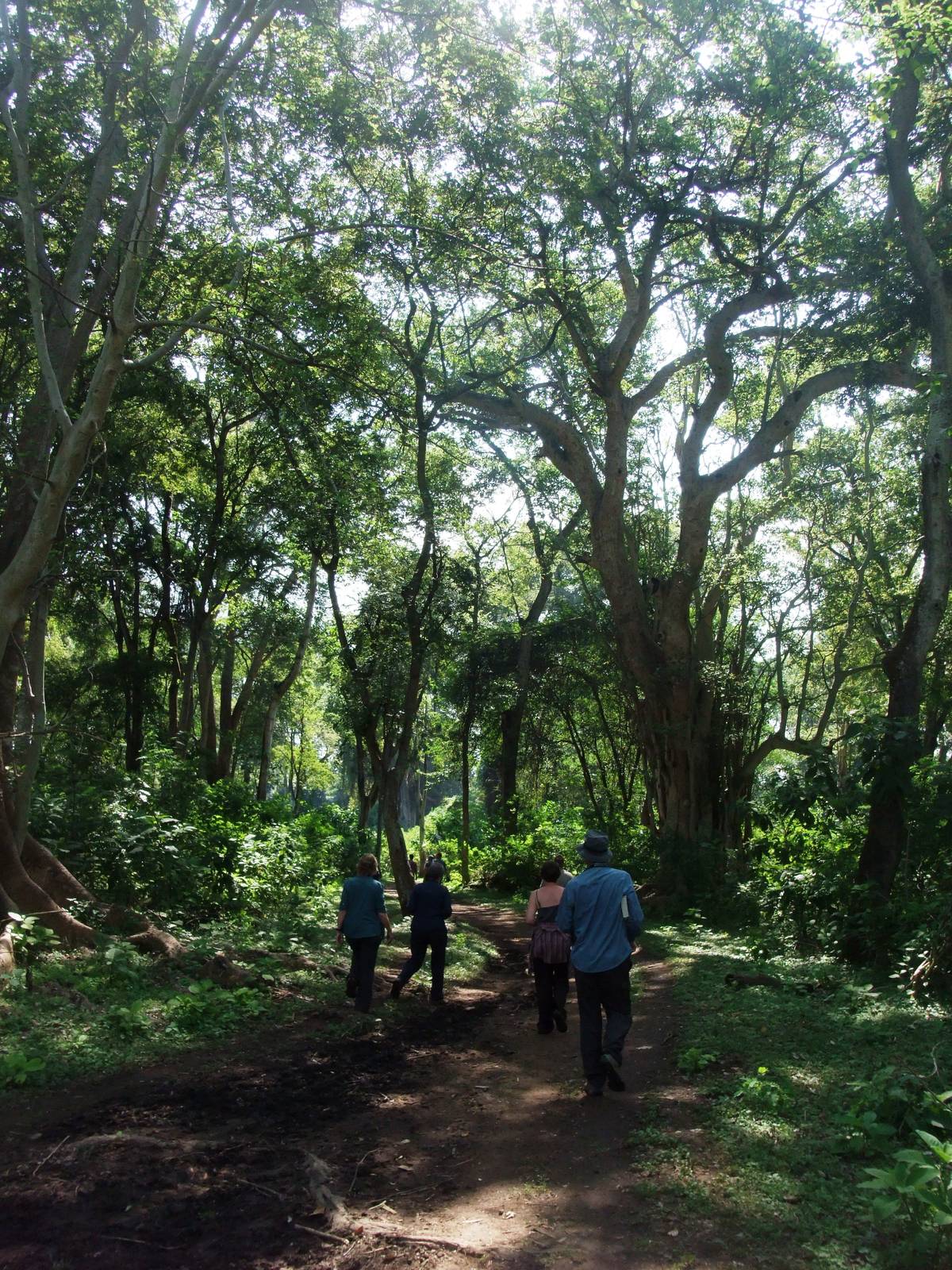 Hornbill Habitat, Bishangari Lodge, 14/10/14