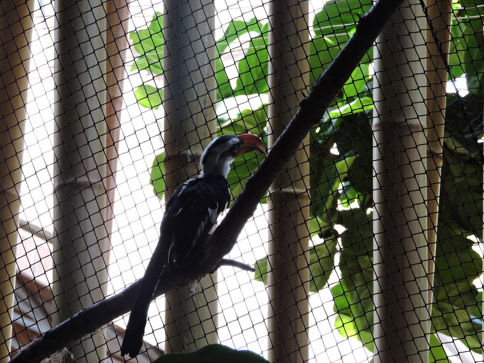 Hornbill - Heinz