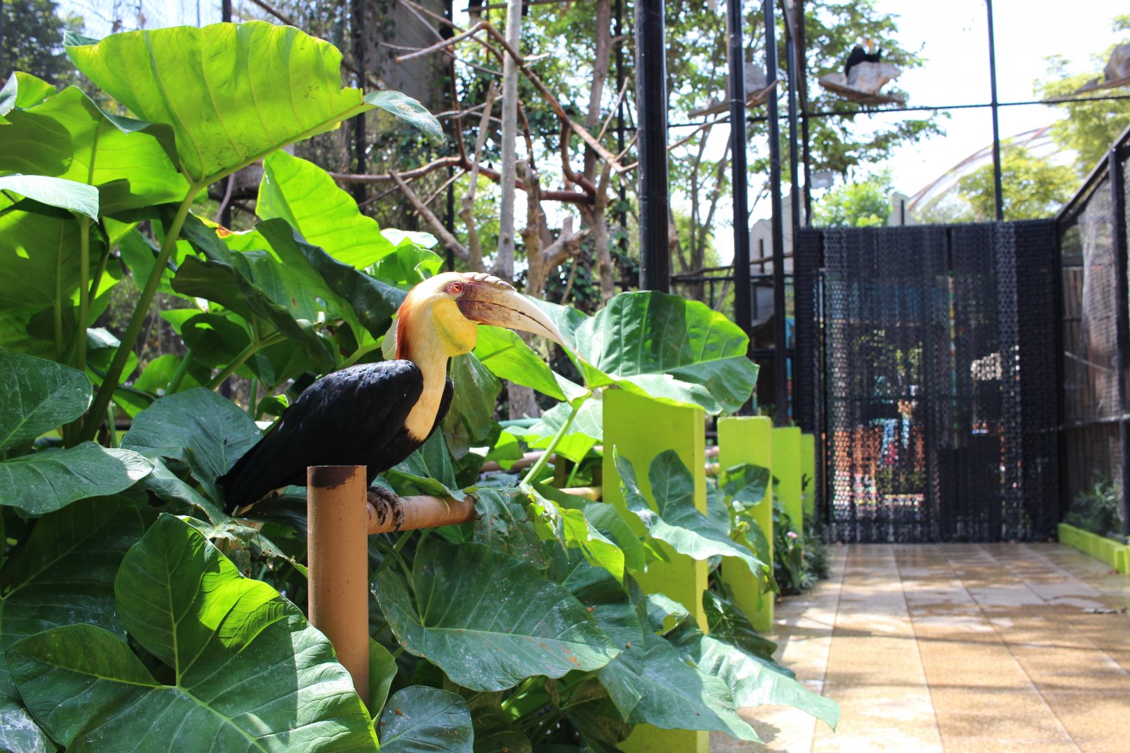 Hornbill Hybrid