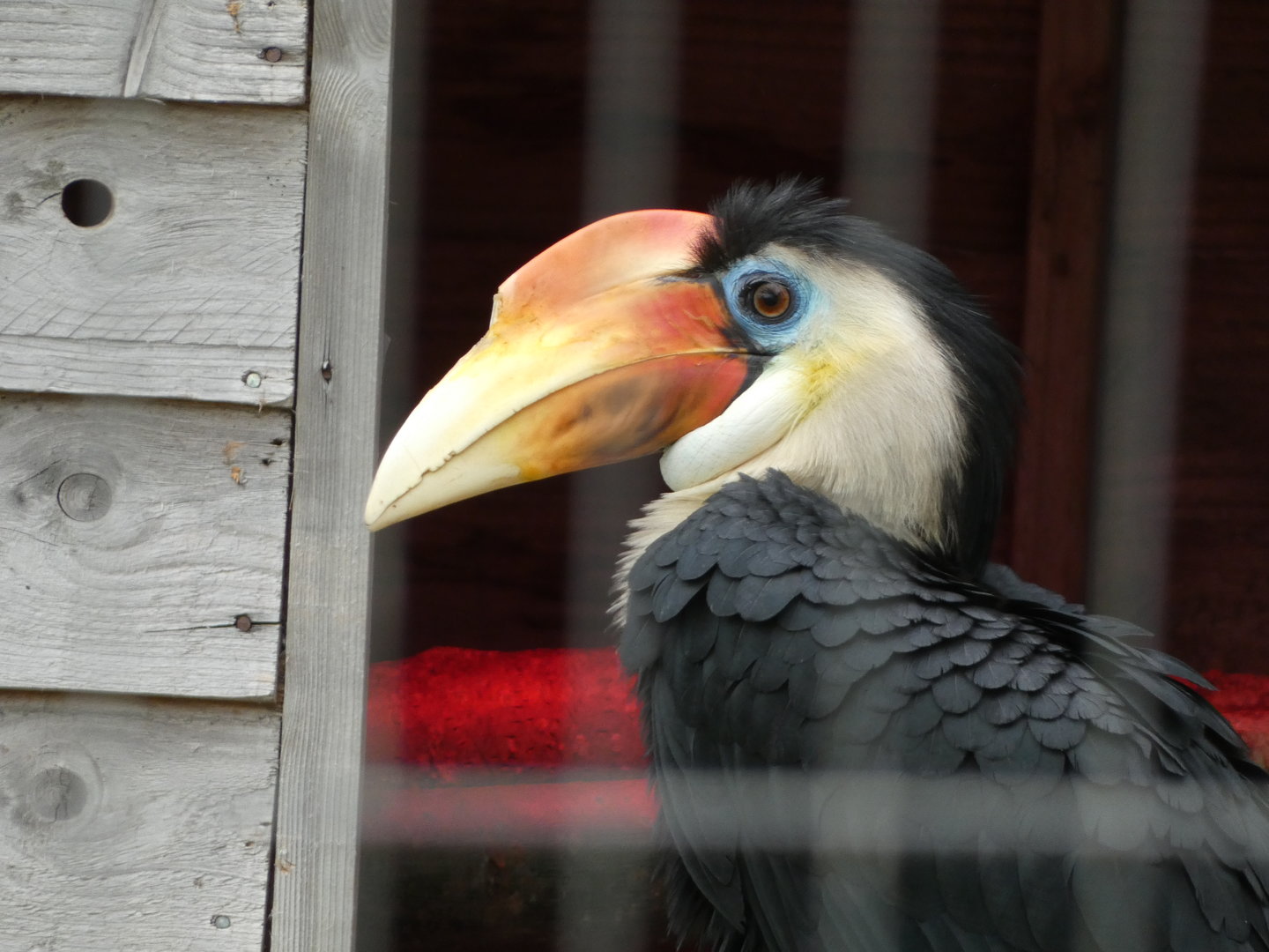 Hornbill ID? - Bird Gardens Scotland CIC