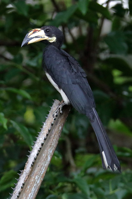 Hornbill ID - Bird Paradise (Singapore)