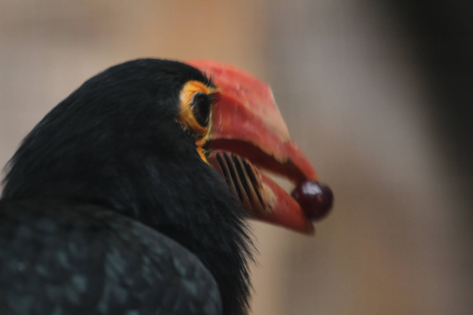 Hornbill ID Help Please