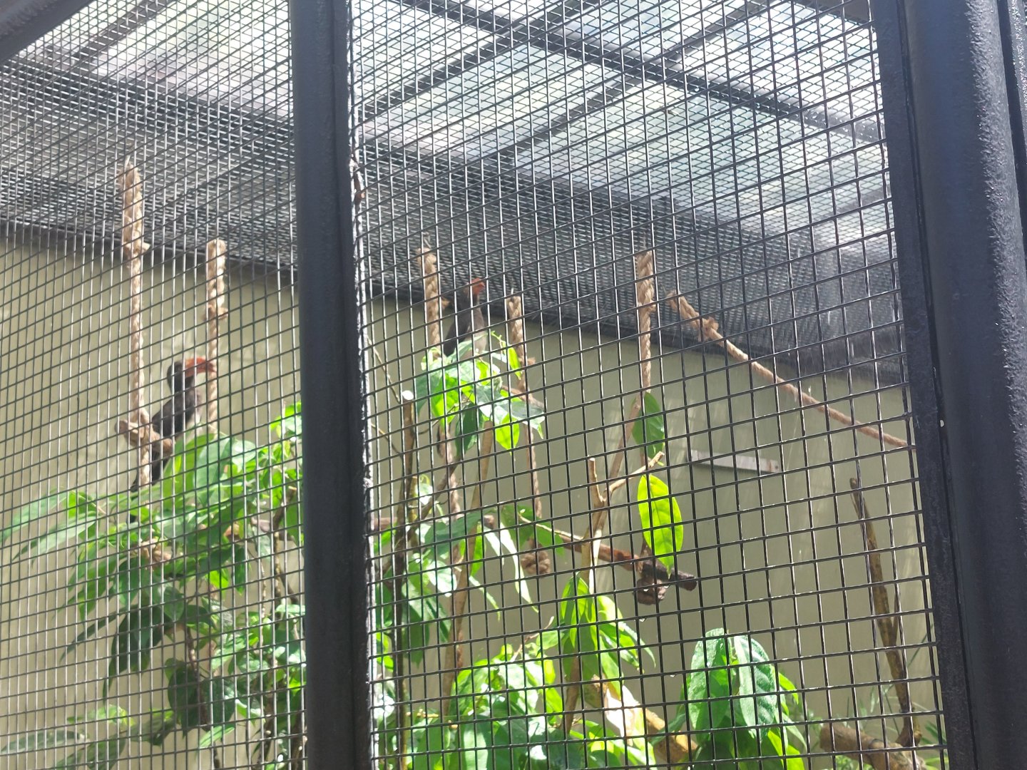 Hornbill ID - Parrot Paradise