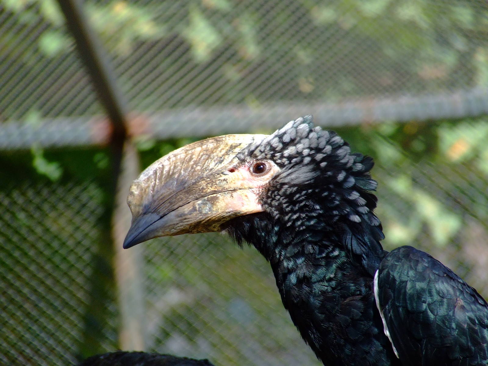 Hornbill / in Bird-hous