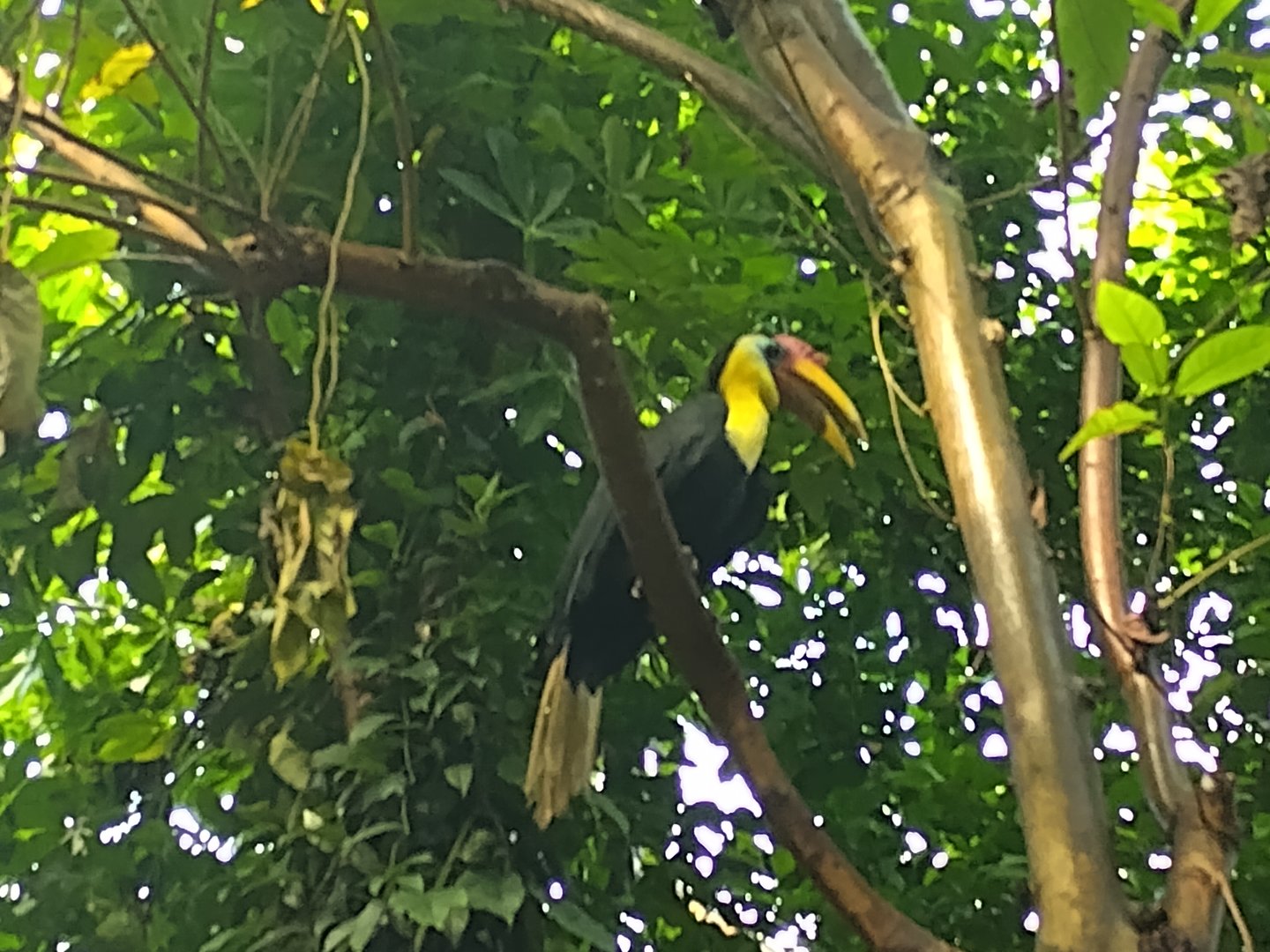 Hornbill in the bush