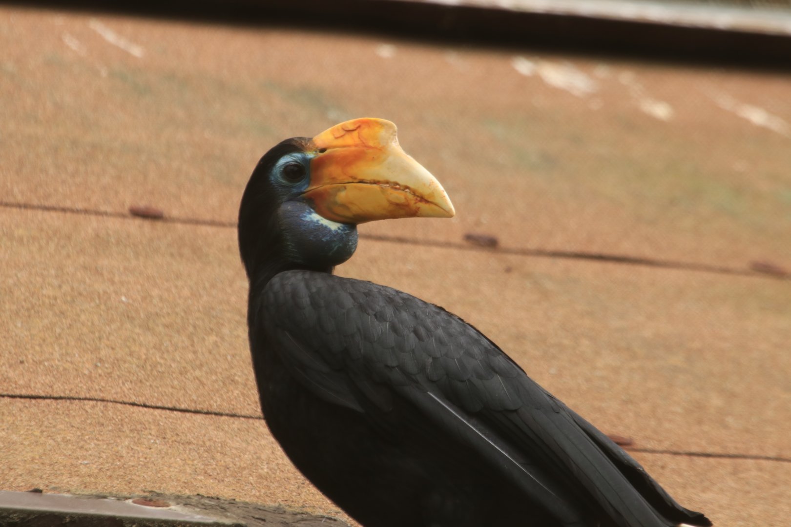 Hornbill (June 2019)