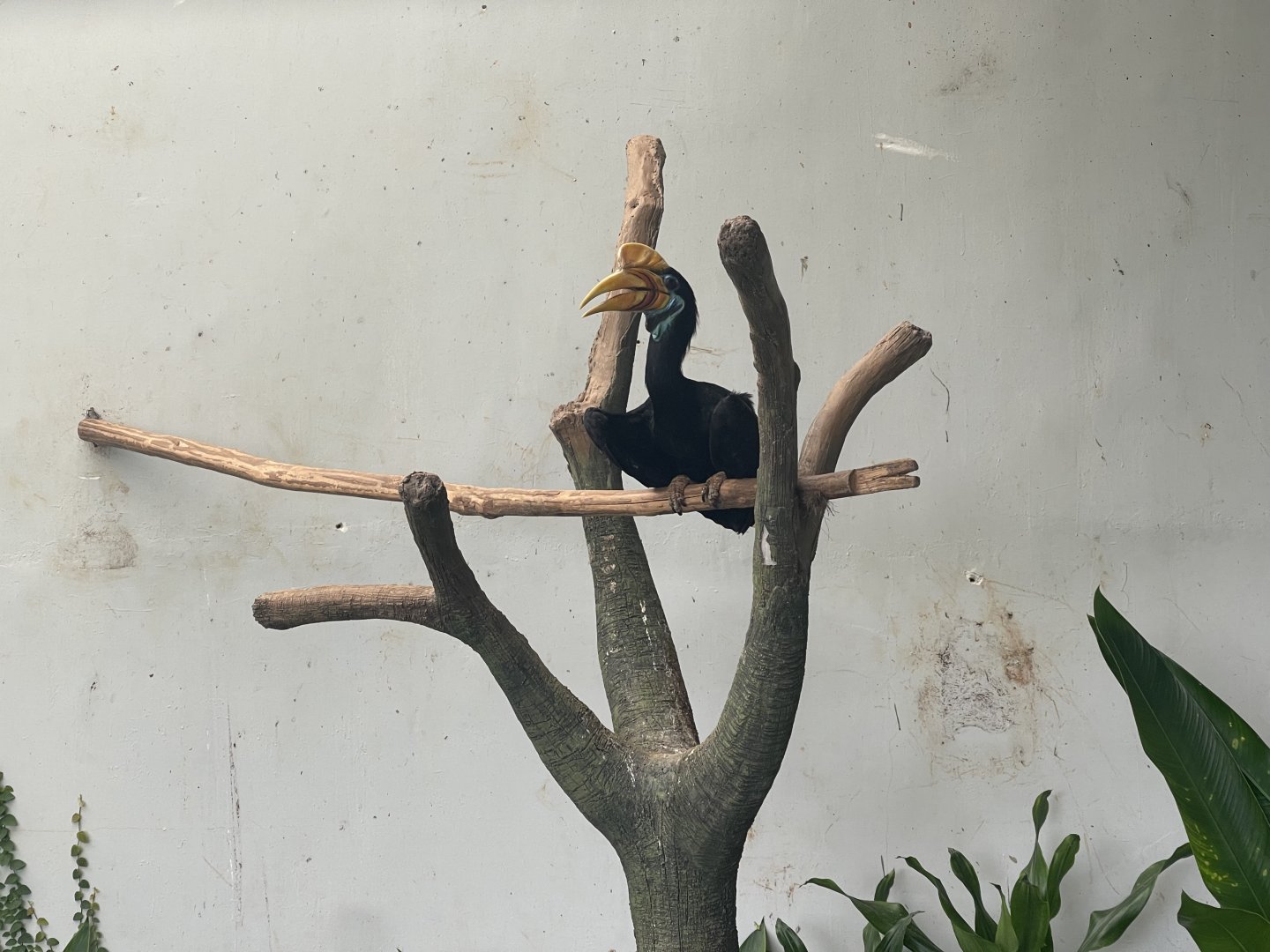 hornbill kingdom - knobbed hornbill (rhyticeros cassidix) - aviary park