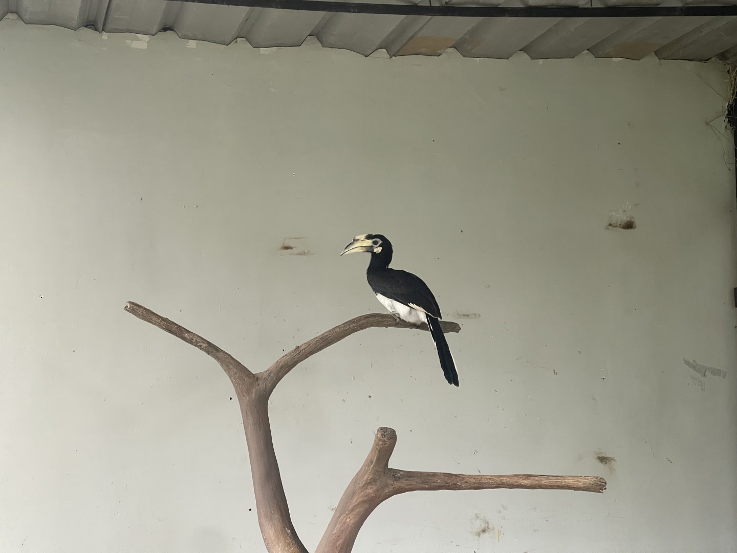 hornbill kingdom - oriental-pied hornbill () (1) - aviary park