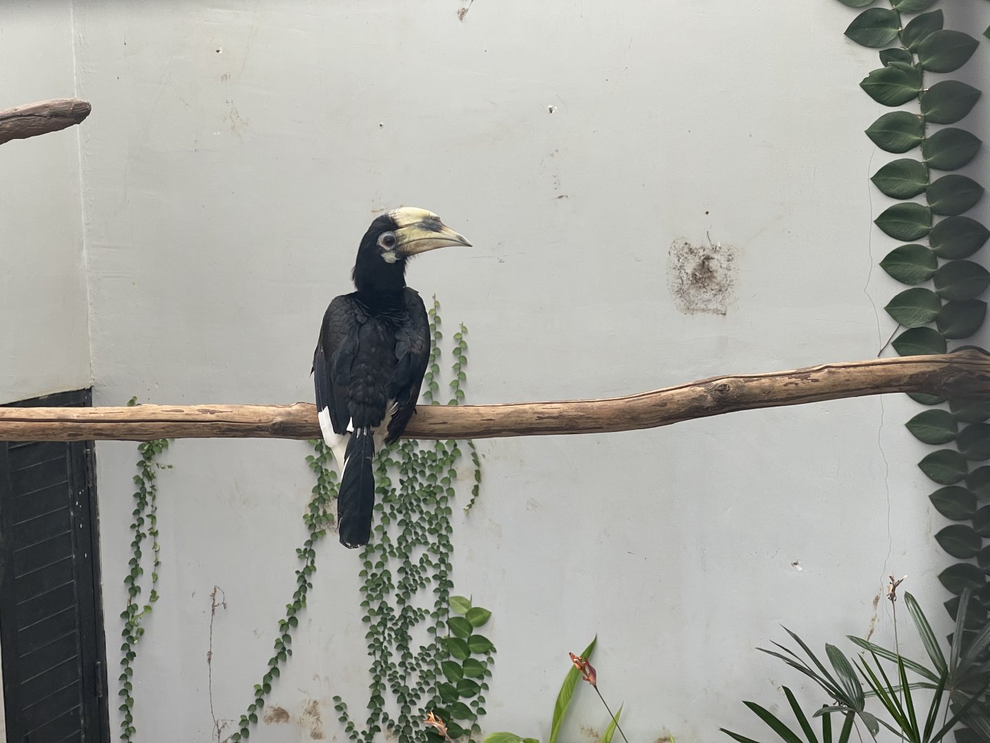 hornbill kingdom - oriental pied hornbill (anthracoceros albirostris) (2) - aviary park