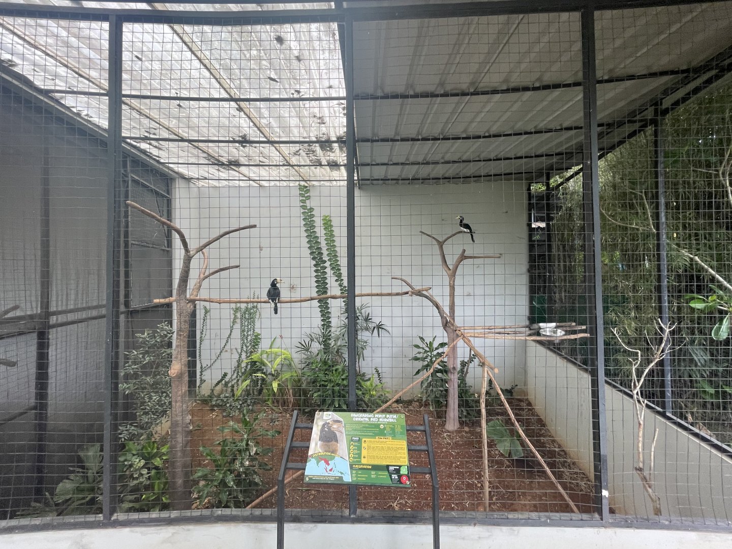 hornbill kingdom - oriental pied hornbill aviary - aviary park