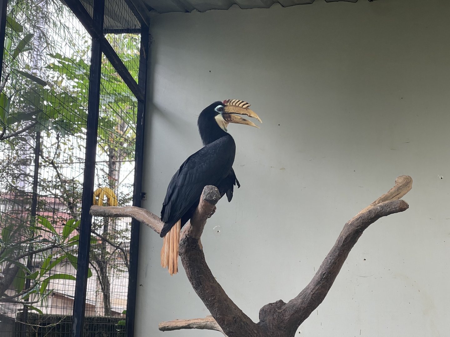 hornbill kingdom - papuan hornbill (rhyticeros plicatus) - aviary park