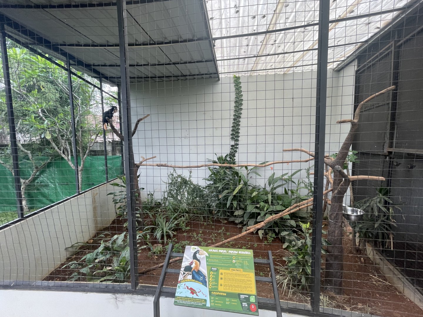 hornbill kingdom - papuan & knobbed hornbill aviary - aviary park