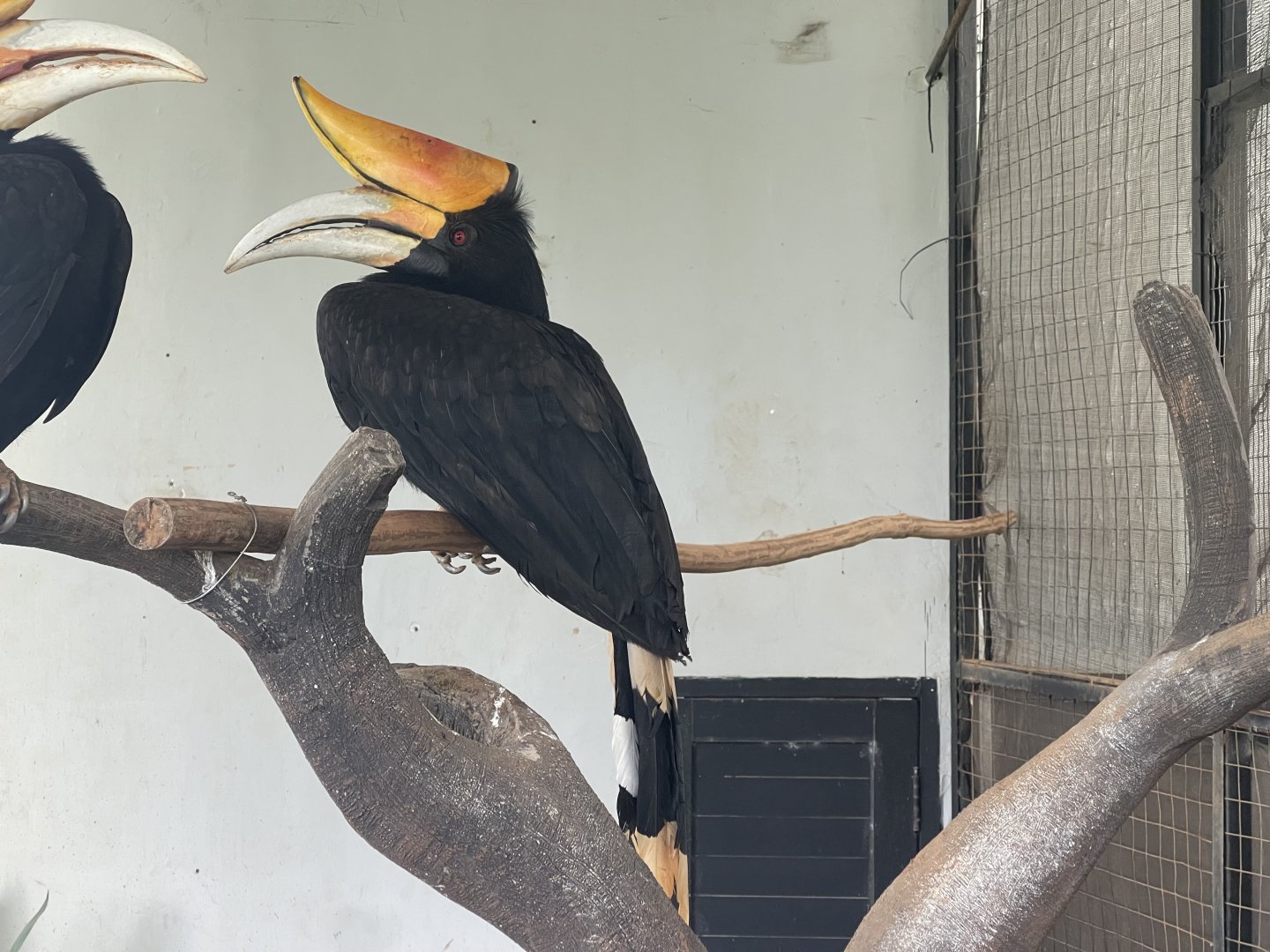 hornbill kingdom - rhinoceros horbill (buceros rhinoceros) (2) - aviary park