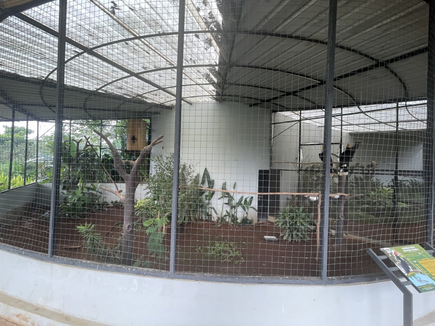 hornbill kingdom - rhinoceros hornbill & great argus aviary- aviary park