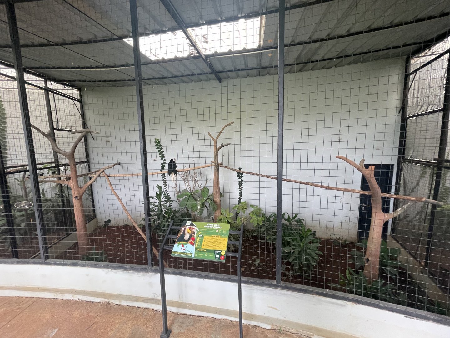 hornbill kingdom - wreathed hornbill aviary - aviary park