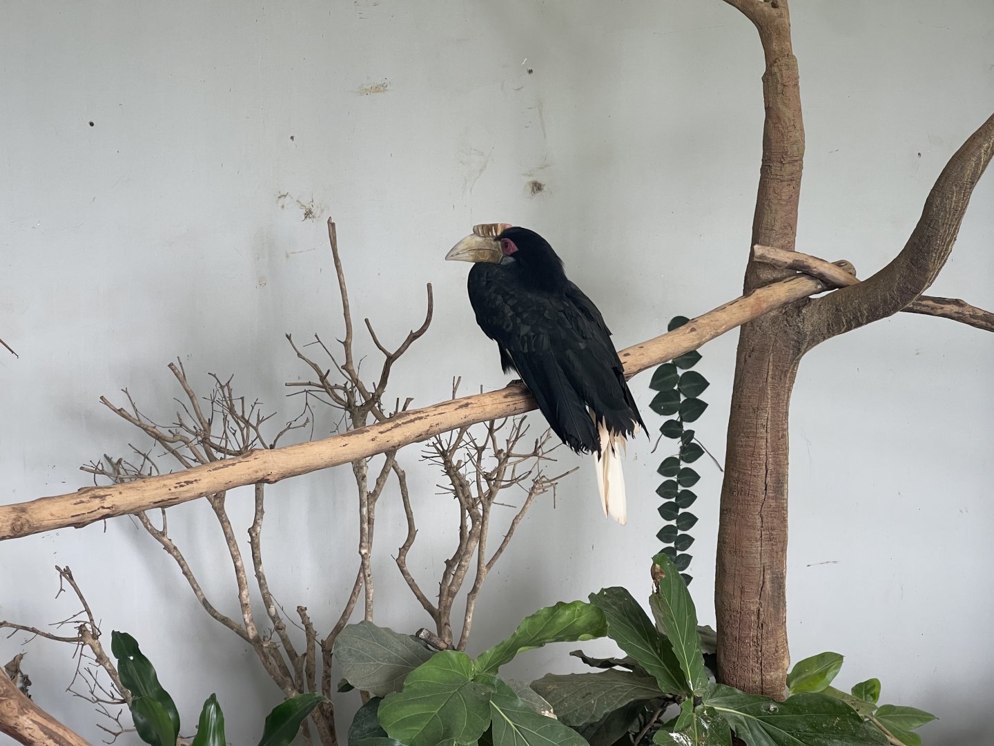 hornbill kingdom - wreathed hornbill (rhyticeros undulatus) - aviary park