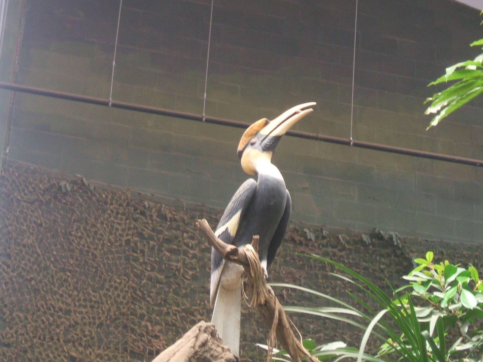 Hornbill model in the Elephant House