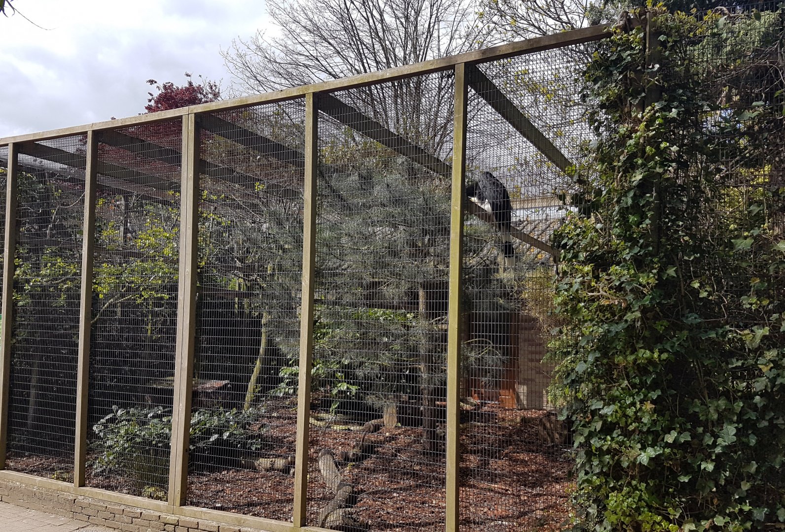 Hornbill - Mouse-deer enclosure