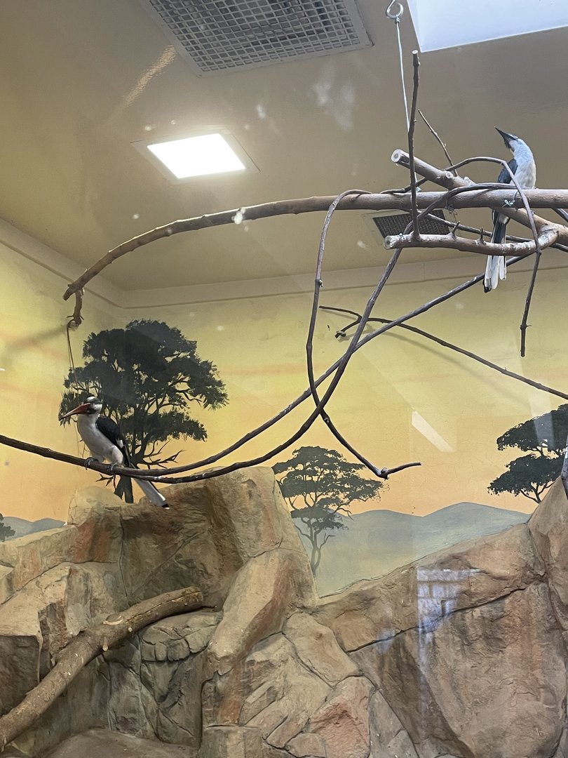 Hornbill Pair (5/2/21)