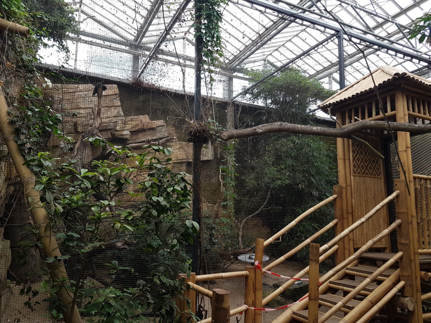 Hornbill - pheasant aviary