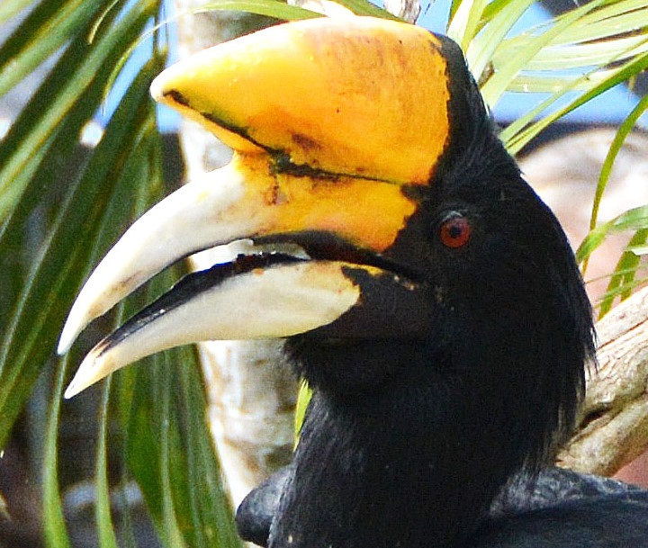 Hornbill Portrait