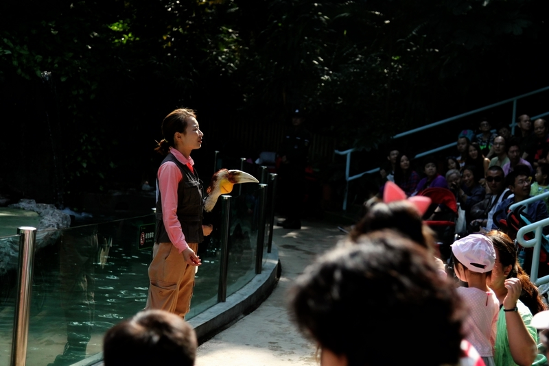 Hornbill show