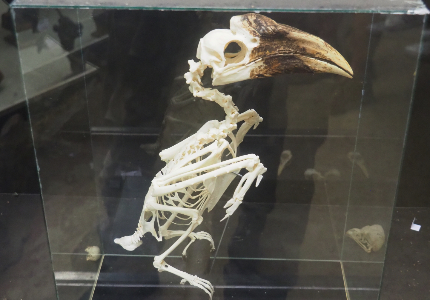 Hornbill skeleton - Unsigned, Species unknown, 2019-08-04