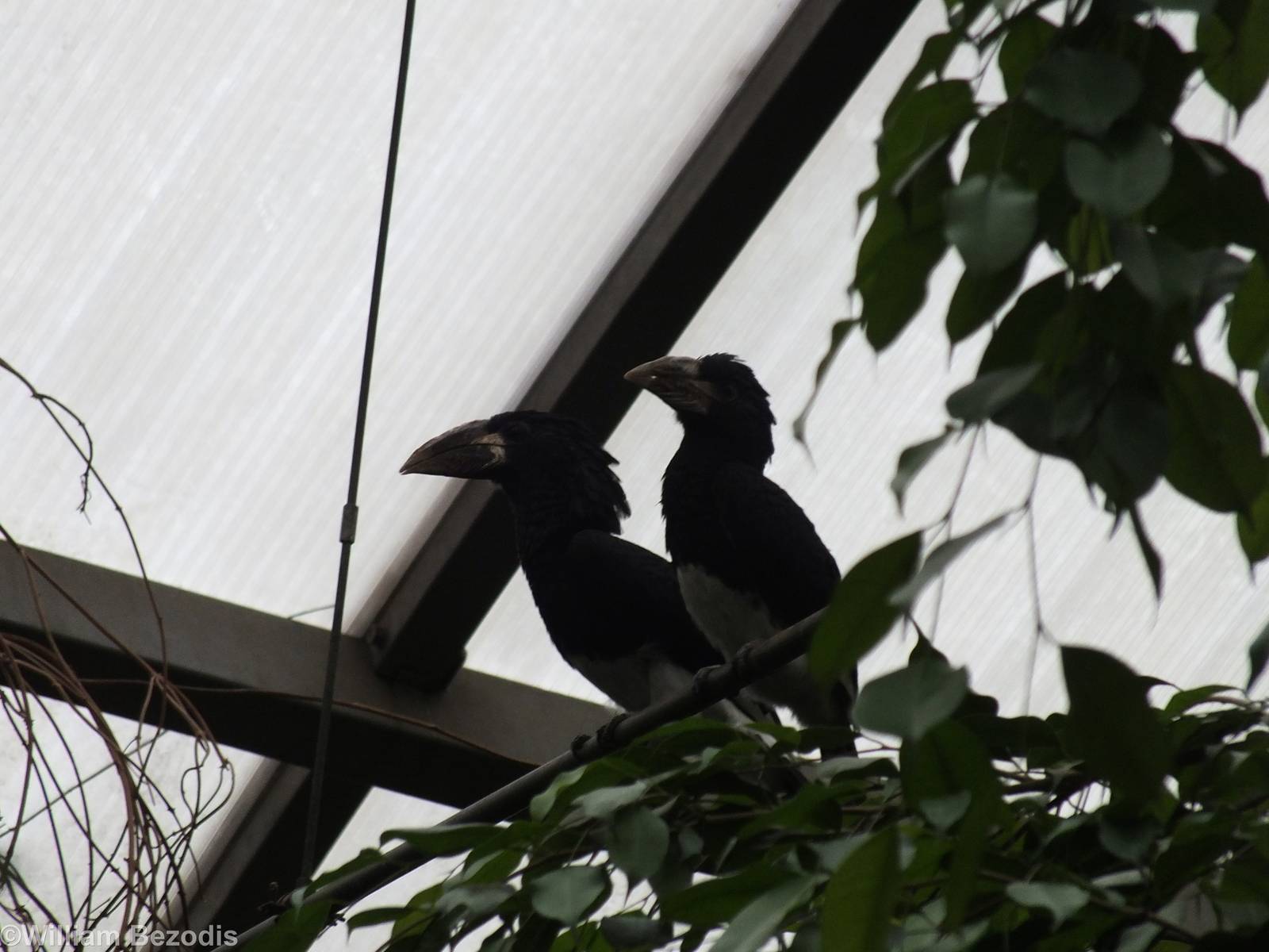 Hornbill Species - Free Flight Aviary
