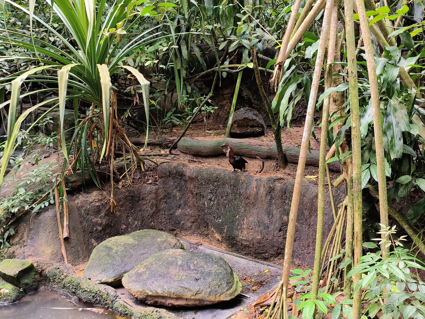 Hornbill Species ID?