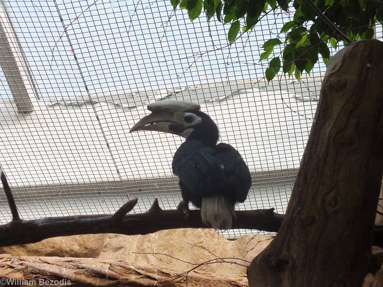 Hornbill Species