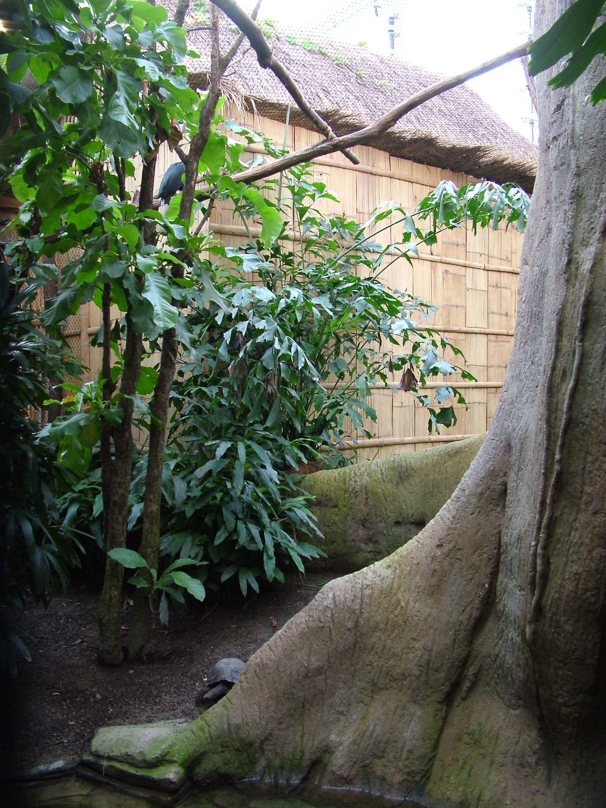 Hornbill/Tortoise Exhibit - Gondwanaland, Leipzig, 02/09/11