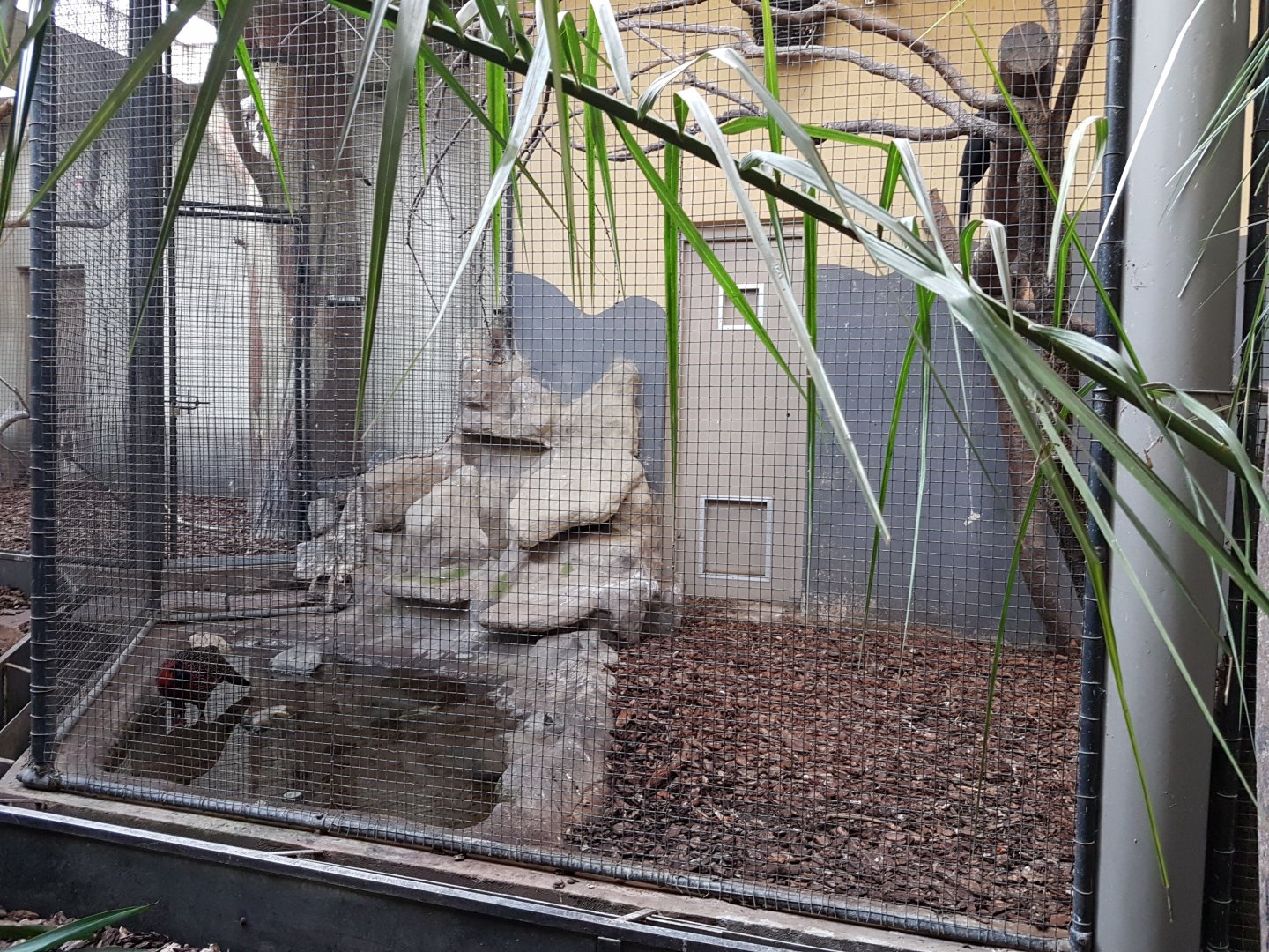 Hornbill - Tragopan indoor-aviary