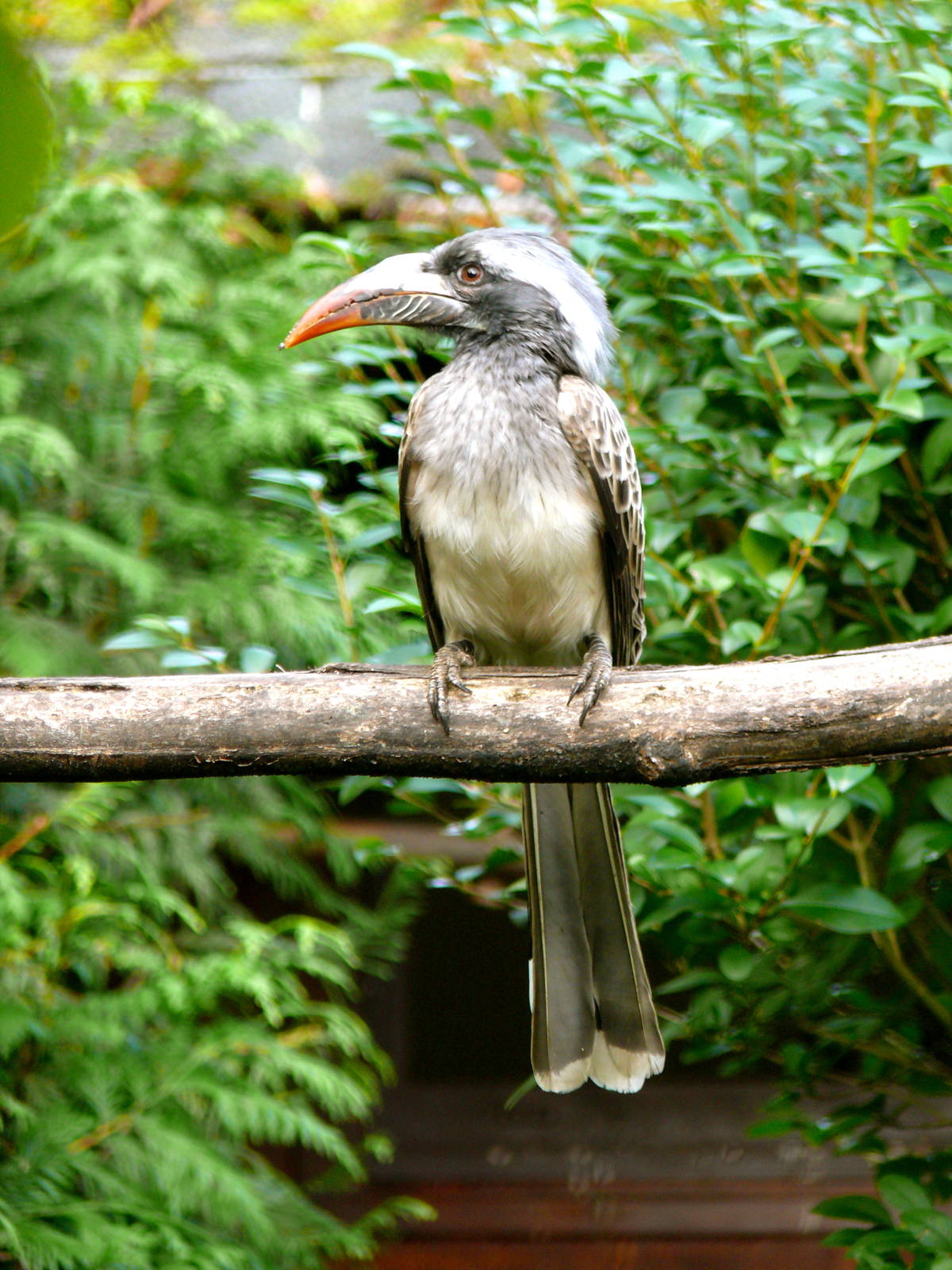 Hornbill - unsure of species