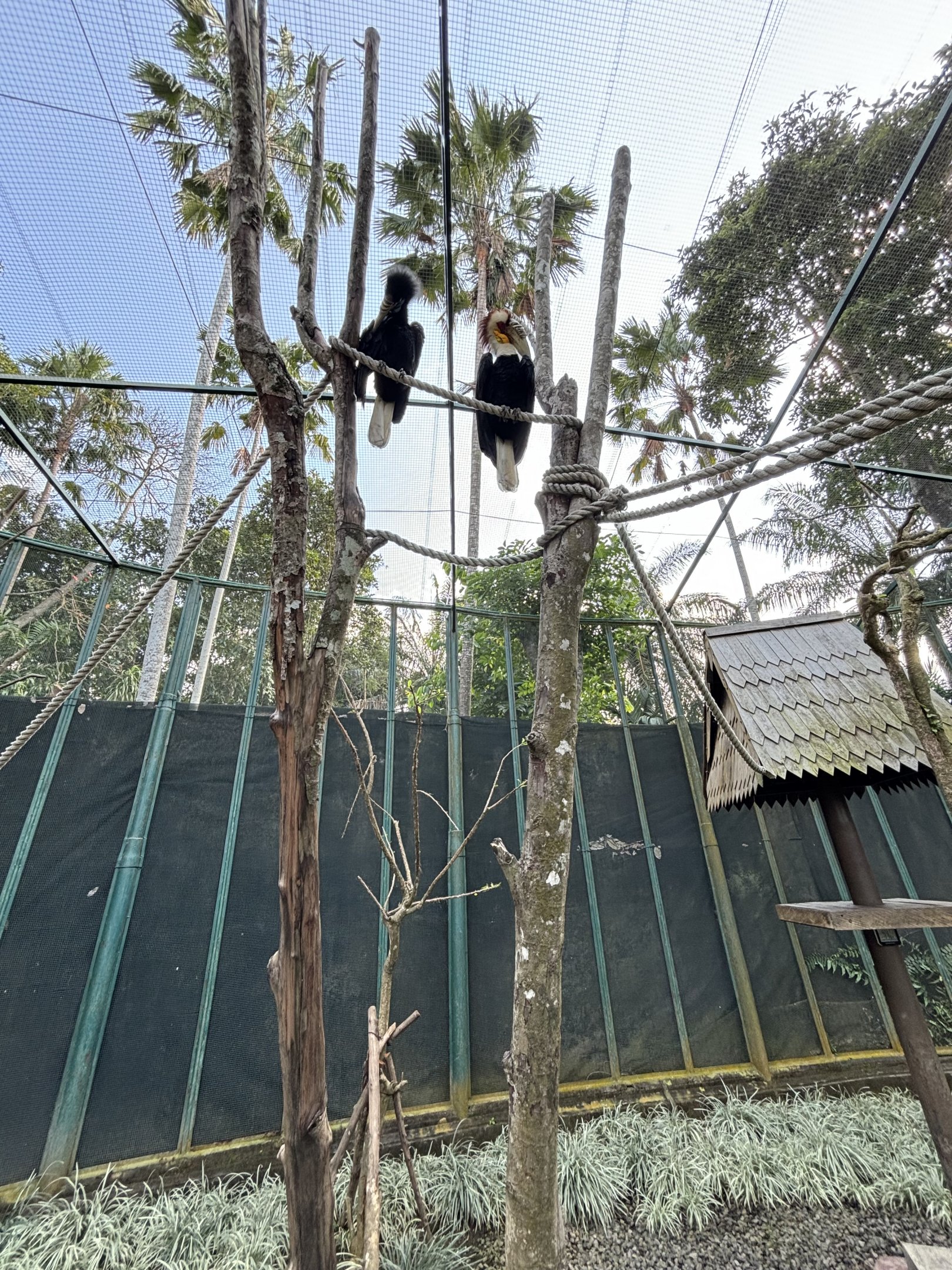Hornbill Walk-through Exhibit