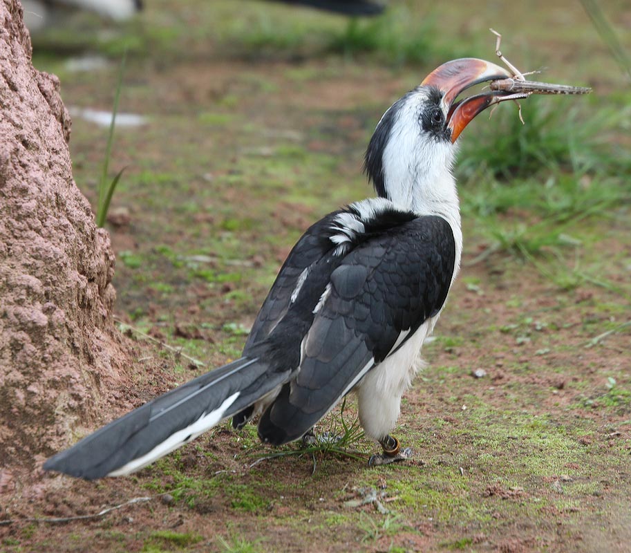 Hornbill with locust