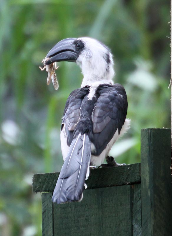 Hornbill with locust