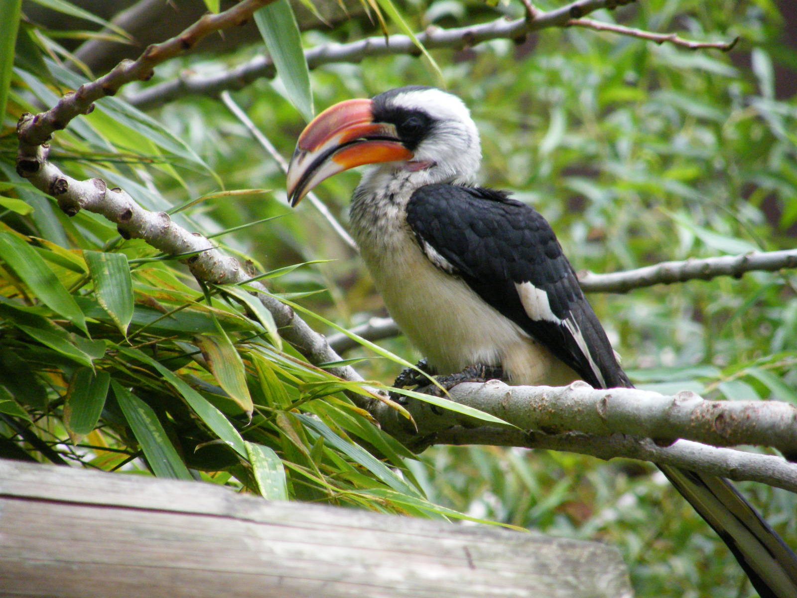 Hornbill