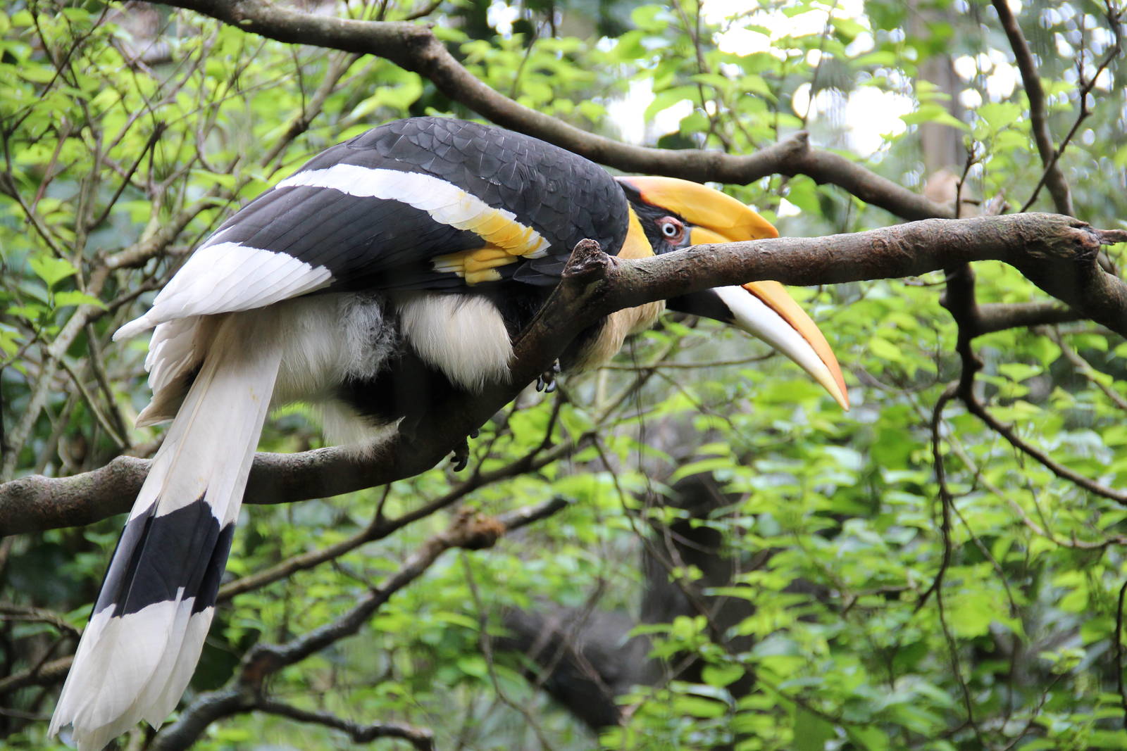 hornbill